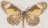  ( - MLIB-2643)  @11 [ ] by-nc-na (2020) Michel Libert Centre for Biodiversity Genomics