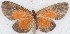 ( - MLIB-2646)  @11 [ ] by-nc-na (2020) Michel Libert Centre for Biodiversity Genomics