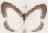  ( - MLIB-2650)  @11 [ ] by-nc-na (2020) Michel Libert Centre for Biodiversity Genomics