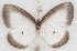  ( - MLIB-2650)  @11 [ ] by-nc-na (2020) Michel Libert Centre for Biodiversity Genomics