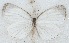  ( - MLIB-2661)  @11 [ ] by-nc-na (2020) Michel Libert Centre for Biodiversity Genomics