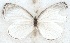  ( - MLIB-2662)  @11 [ ] by-nc-na (2020) Michel Libert Centre for Biodiversity Genomics