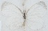  ( - MLIB-2664)  @11 [ ] by-nc-na (2020) Michel Libert Centre for Biodiversity Genomics
