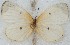  ( - MLIB-2684)  @11 [ ] by-nc-na (2020) Michel Libert Centre for Biodiversity Genomics