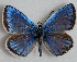  (Polyommatus attalaensis - MLIB-2685)  @11 [ ] by-nc-na (2020) Michel Libert Centre for Biodiversity Genomics