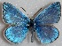  (Polyommatus guezelmavi - MLIB-2694)  @11 [ ] by-nc-na (2020) Michel Libert Centre for Biodiversity Genomics