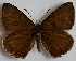  ( - MLIB-2695)  @11 [ ] by-nc-na (2020) Michel Libert Centre for Biodiversity Genomics