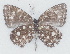  ( - MLIB-2748)  @11 [ ] by-nc-na (2021) Michel Libert Centre for Biodiversity Genomics