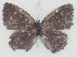 ( - MLIB-2751)  @11 [ ] by-nc-na (2021) Michel Libert Centre for Biodiversity Genomics