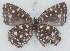  ( - MLIB-2751)  @11 [ ] by-nc-na (2021) Michel Libert Centre for Biodiversity Genomics