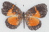  ( - MLIB-2756)  @11 [ ] by-nc-na (2021) Michel Libert Centre for Biodiversity Genomics