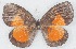  (Eresiomera carolinae - MLIB-2757)  @11 [ ] by-nc-na (2021) Michel Libert Centre for Biodiversity Genomics