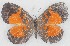  (Eresiomera nancy - MLIB-2759)  @11 [ ] by-nc-na (2021) Michel Libert Centre for Biodiversity Genomics