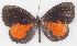  (Eresiomera isca - MLIB-2760)  @11 [ ] by-nc-na (2021) Michel Libert Centre for Biodiversity Genomics