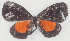  (Eresiomera mitumba - MLIB-2763)  @11 [ ] by-nc-na (2021) Michel Libert Centre for Biodiversity Genomics