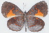  ( - MLIB-2769)  @11 [ ] by-nc-na (2021) Michel Libert Centre for Biodiversity Genomics
