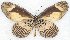  ( - MLIB-2774)  @11 [ ] by-nc-na (2021) Michel Libert Centre for Biodiversity Genomics