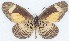  ( - MLIB-2775)  @11 [ ] by-nc-na (2021) Michel Libert Centre for Biodiversity Genomics