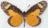  (Mimacraea landbecki - MLIB-2776)  @11 [ ] by-nc-na (2021) Michel Libert Centre for Biodiversity Genomics