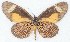  ( - MLIB-2776)  @11 [ ] by-nc-na (2021) Michel Libert Centre for Biodiversity Genomics