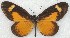  ( - MLIB-2777)  @11 [ ] by-nc-na (2021) Michel Libert Centre for Biodiversity Genomics