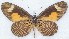  ( - MLIB-2777)  @11 [ ] by-nc-na (2021) Michel Libert Centre for Biodiversity Genomics