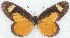  ( - MLIB-2778)  @11 [ ] by-nc-na (2021) Michel Libert Centre for Biodiversity Genomics