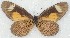  ( - MLIB-2778)  @11 [ ] by-nc-na (2021) Michel Libert Centre for Biodiversity Genomics
