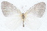  ( - MLIB-2779)  @11 [ ] by-nc-na (2021) Michel Libert Centre for Biodiversity Genomics