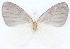  ( - MLIB-2780)  @11 [ ] by-nc-na (2021) Michel Libert Centre for Biodiversity Genomics