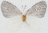  ( - MLIB-2780)  @11 [ ] by-nc-na (2021) Michel Libert Centre for Biodiversity Genomics