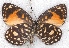  ( - MLIB-2201)  @11 [ ] CreativeCommons - Attribution Non-Commercial Share-Alike (2017) Michel Libert Centre for Biodiversity Genomics