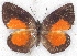  ( - MLIB-2203)  @11 [ ] CreativeCommons - Attribution Non-Commercial Share-Alike (2017) Michel Libert Centre for Biodiversity Genomics