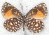  ( - MLIB-2204)  @11 [ ] CreativeCommons - Attribution Non-Commercial Share-Alike (2017) Michel Libert Centre for Biodiversity Genomics