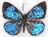  ( - MLIB-2208)  @13 [ ] CreativeCommons - Attribution Non-Commercial Share-Alike (2017) Michel Libert Centre for Biodiversity Genomics