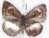  ( - MLIB-2208)  @12 [ ] CreativeCommons - Attribution Non-Commercial Share-Alike (2017) Michel Libert Centre for Biodiversity Genomics