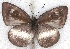  ( - MLIB-2209)  @14 [ ] CreativeCommons - Attribution Non-Commercial Share-Alike (2017) Michel Libert Centre for Biodiversity Genomics