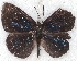  ( - MLIB-2214)  @13 [ ] CreativeCommons - Attribution Non-Commercial Share-Alike (2017) Michel Libert Centre for Biodiversity Genomics