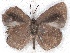  ( - MLIB-2214)  @13 [ ] CreativeCommons - Attribution Non-Commercial Share-Alike (2017) Michel Libert Centre for Biodiversity Genomics