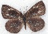  ( - MLIB-2216)  @13 [ ] CreativeCommons - Attribution Non-Commercial Share-Alike (2017) Michel Libert Centre for Biodiversity Genomics