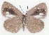  ( - MLIB-2216)  @13 [ ] CreativeCommons - Attribution Non-Commercial Share-Alike (2017) Michel Libert Centre for Biodiversity Genomics