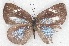  ( - MLIB-2218)  @12 [ ] CreativeCommons - Attribution Non-Commercial Share-Alike (2017) Michel Libert Centre for Biodiversity Genomics