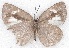  ( - MLIB-2218)  @12 [ ] CreativeCommons - Attribution Non-Commercial Share-Alike (2017) Michel Libert Centre for Biodiversity Genomics