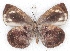  ( - MLIB-2221)  @13 [ ] CreativeCommons - Attribution Non-Commercial Share-Alike (2017) Michel Libert Centre for Biodiversity Genomics