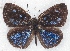  ( - MLIB-2222)  @13 [ ] CreativeCommons - Attribution Non-Commercial Share-Alike (2017) Michel Libert Centre for Biodiversity Genomics