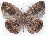  ( - MLIB-2222)  @13 [ ] CreativeCommons - Attribution Non-Commercial Share-Alike (2017) Michel Libert Centre for Biodiversity Genomics