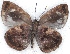  ( - MLIB-2223)  @12 [ ] CreativeCommons - Attribution Non-Commercial Share-Alike (2017) Michel Libert Centre for Biodiversity Genomics