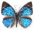  ( - MLIB-2227)  @13 [ ] CreativeCommons - Attribution Non-Commercial Share-Alike (2017) Michel Libert Centre for Biodiversity Genomics