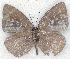  ( - MLIB-2227)  @13 [ ] CreativeCommons - Attribution Non-Commercial Share-Alike (2017) Michel Libert Centre for Biodiversity Genomics