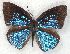  (Stempfferia congoana congoana - MLIB-2232)  @13 [ ] CreativeCommons - Attribution Non-Commercial Share-Alike (2017) Michel Libert Centre for Biodiversity Genomics